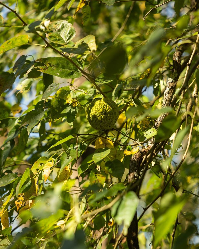 Only Female Trees Grow Hedge Apples Only Female Trees Grow Hedge Apples