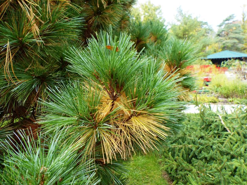 Only Last Year's Needles Turn Yellow Only Last Year's Needles Turn Yellow