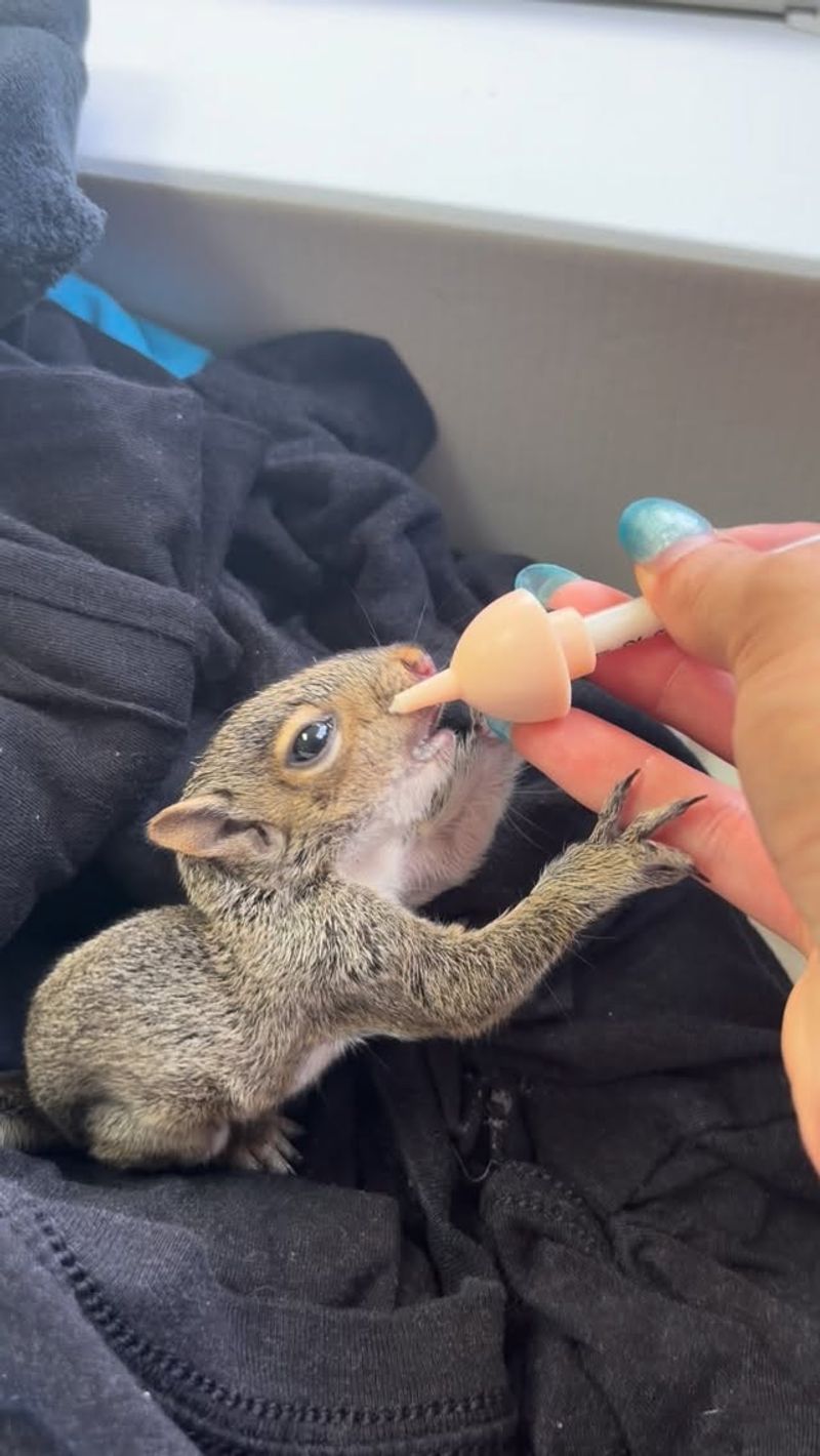 Only Licensed Rehabilitators Can Raise Wild Babies
