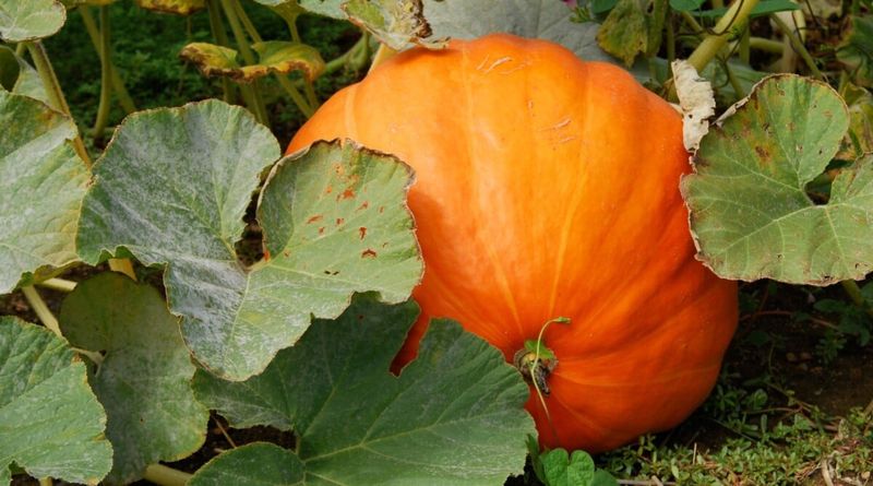 Only One Pumpkin Gets To Stay On Each Vine