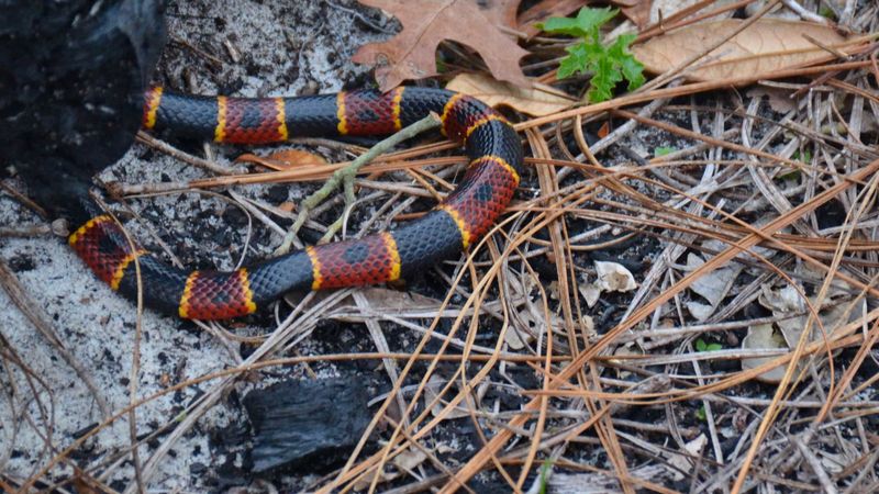Only Six Florida Snakes Are Venomous