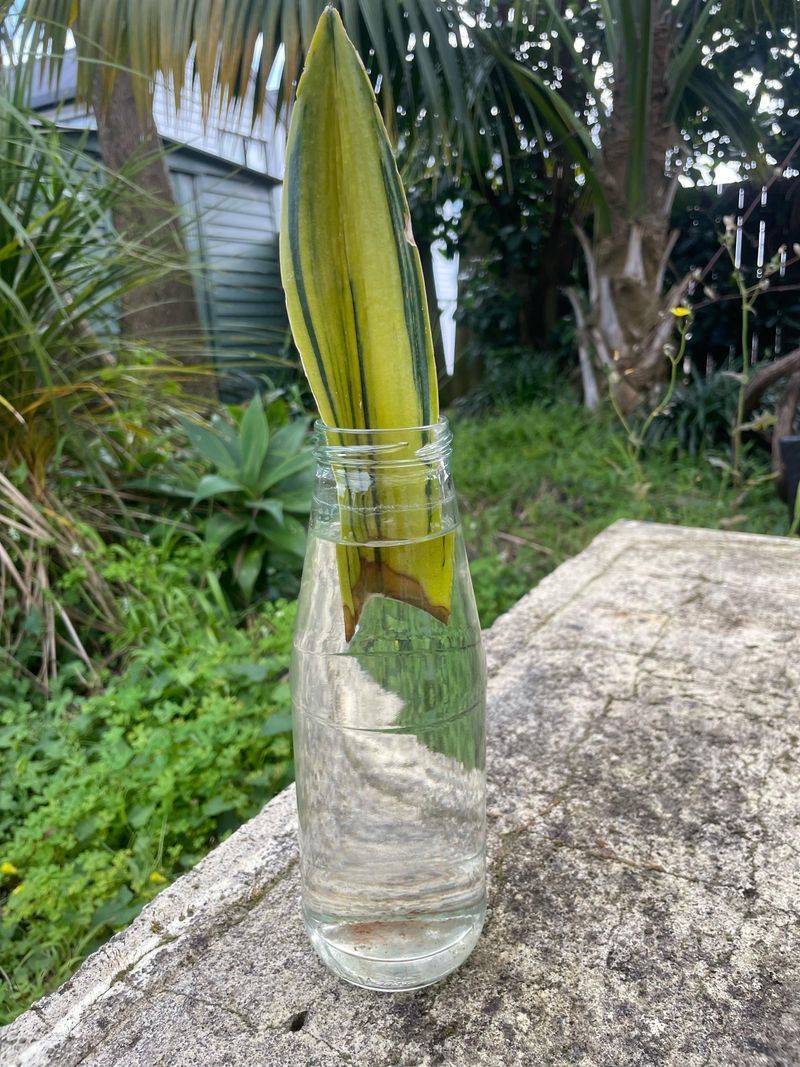 Only The Bottom Inch Of Each Cutting Should Touch The Water Only The Bottom Inch Of Each Cutting Should Touch The Water