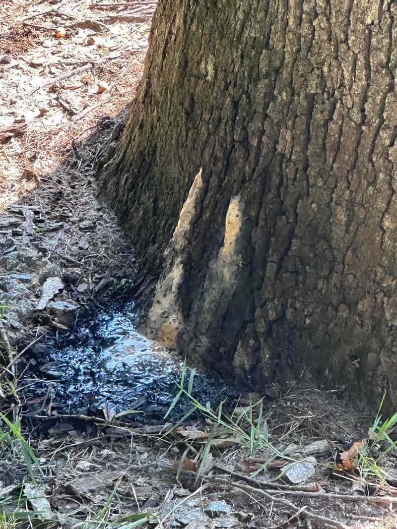 Oozing Cankers Signal Problems Underneath