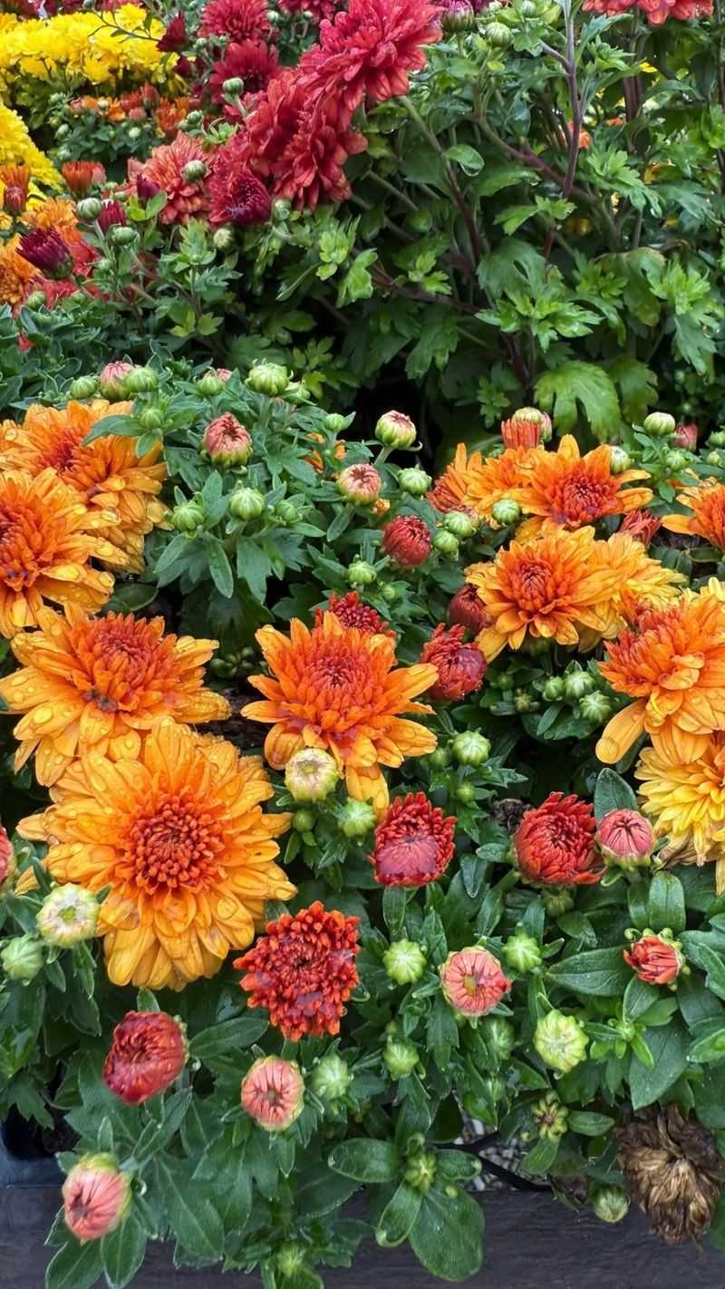 Open Blooms Will Take The First Hit