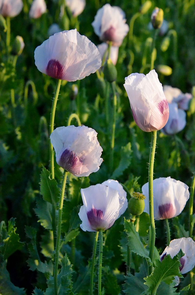 Opium Poppies Among The Flower Beds Opium Poppies Among The Flower Beds
