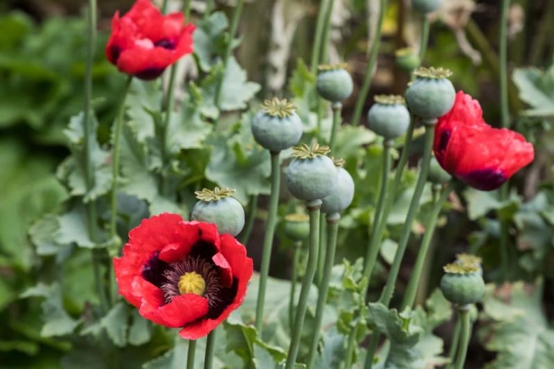 Opium Poppies Raise Legal Red Flags In New York