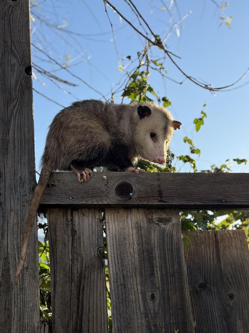 Opossums Are Simply Nocturnal Foragers Opossums Are Simply Nocturnal Foragers