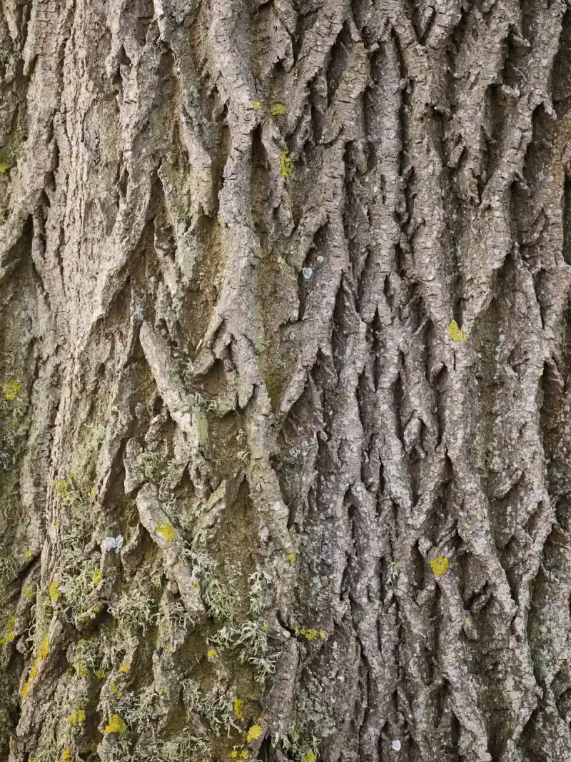 Opposite Branches And Diamond Bark Help You Spot An Ash Tree Opposite Branches And Diamond Bark Help You Spot An Ash Tree