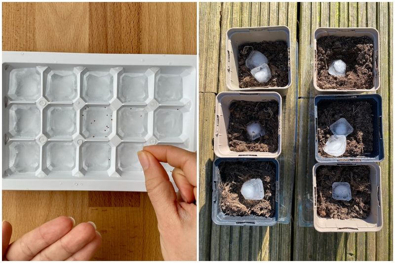 Or Chill Them In The Fridge For Spring Planting Or Chill Them In The Fridge For Spring Planting
