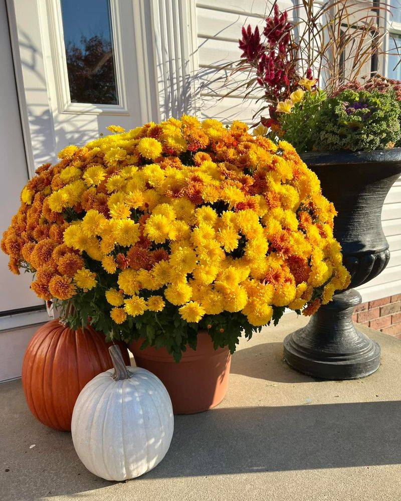 Or Enjoy Them In Their Pots As Fall Decor Or Enjoy Them In Their Pots As Fall Decor