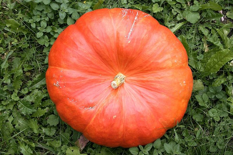 Orange Bulldog Offers Classic Jack-O'-Lantern Size With Added Disease Resistance