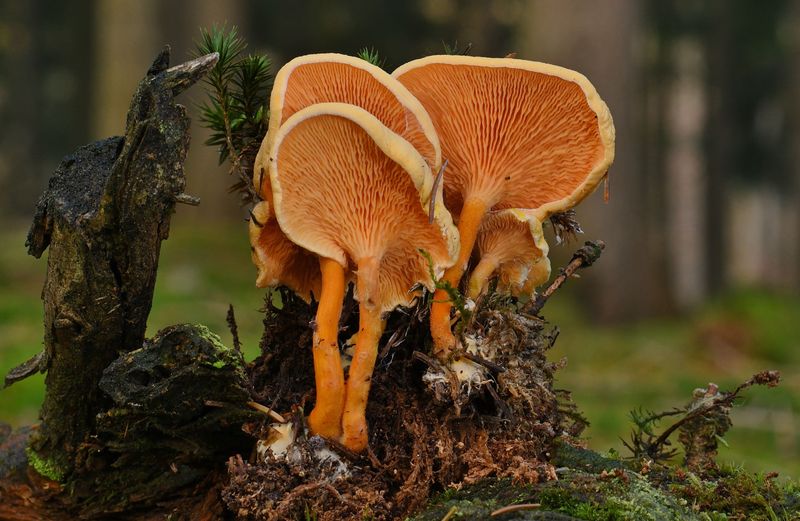 Orange Clusters On Oak Stumps And Hidden Roots