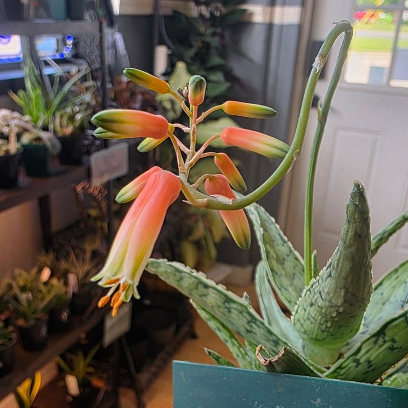 Orange-Flowering Aloe Vera