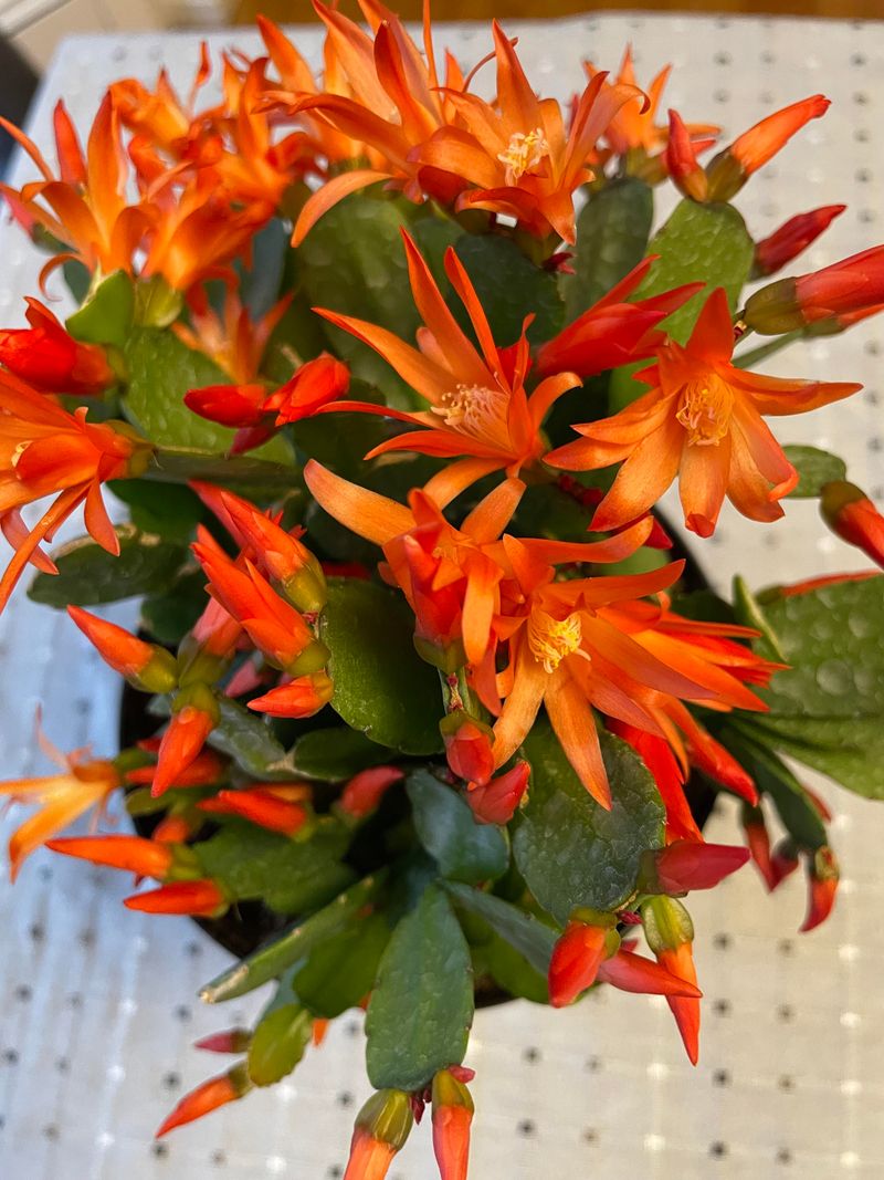 Orange Glows Like A Candle Orange Glows Like A Candle