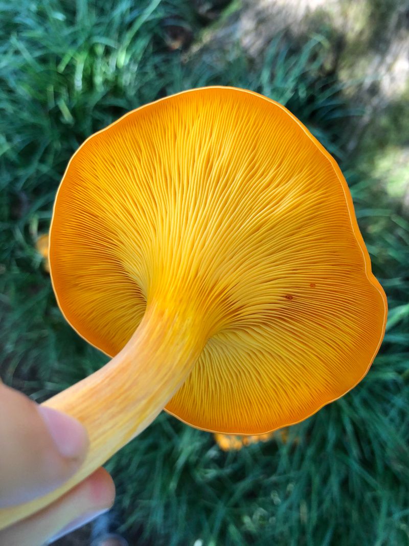Orange Inner Flesh Gives It Away Orange Inner Flesh Gives It Away