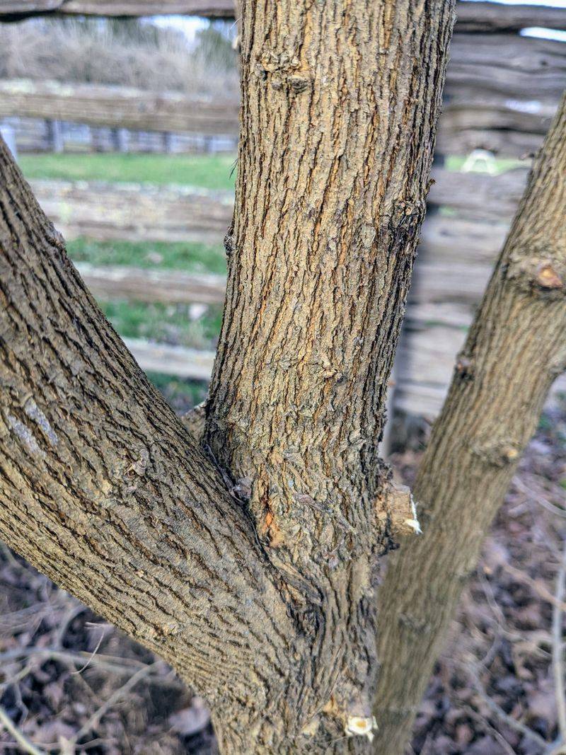Orange Peeks Through Its Deeply Furrowed Bark Orange Peeks Through Its Deeply Furrowed Bark