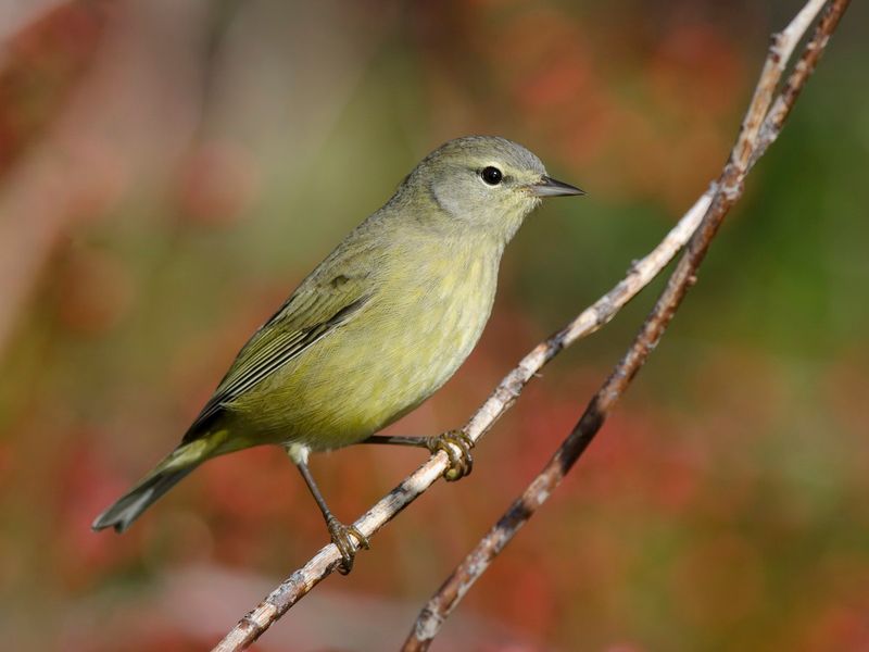 Orange-crowned Warbler