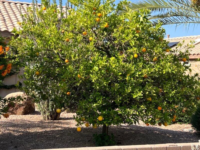 Orange