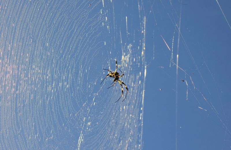 Orb-Weaver Spiders Orb-Weaver Spiders