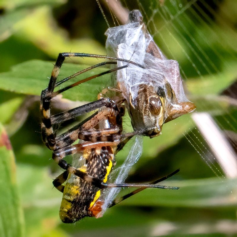 Orb-weavers can contribute to insect control Orb-weavers can contribute to insect control