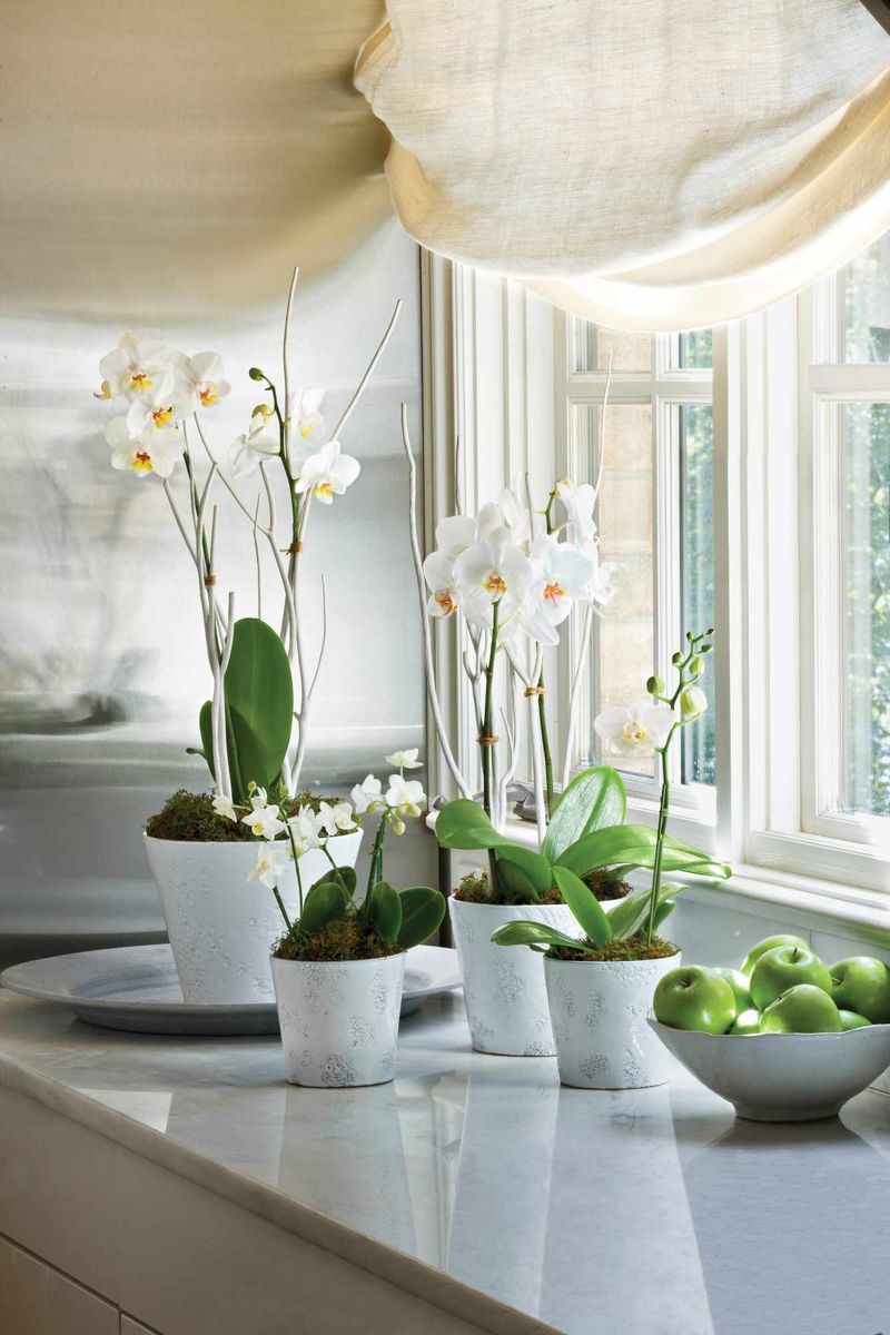 Orchids Can Bloom For Months With Proper Care