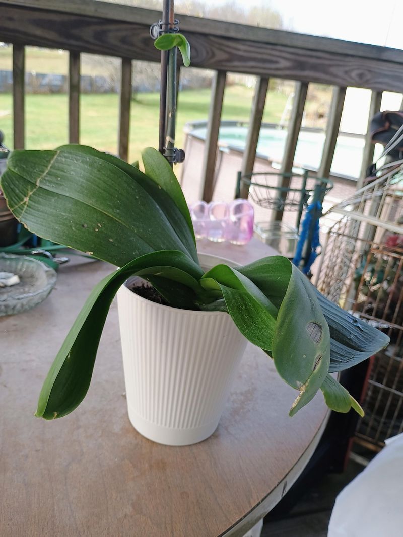Orchids On Porches Need A Backup Plan Orchids On Porches Need A Backup Plan