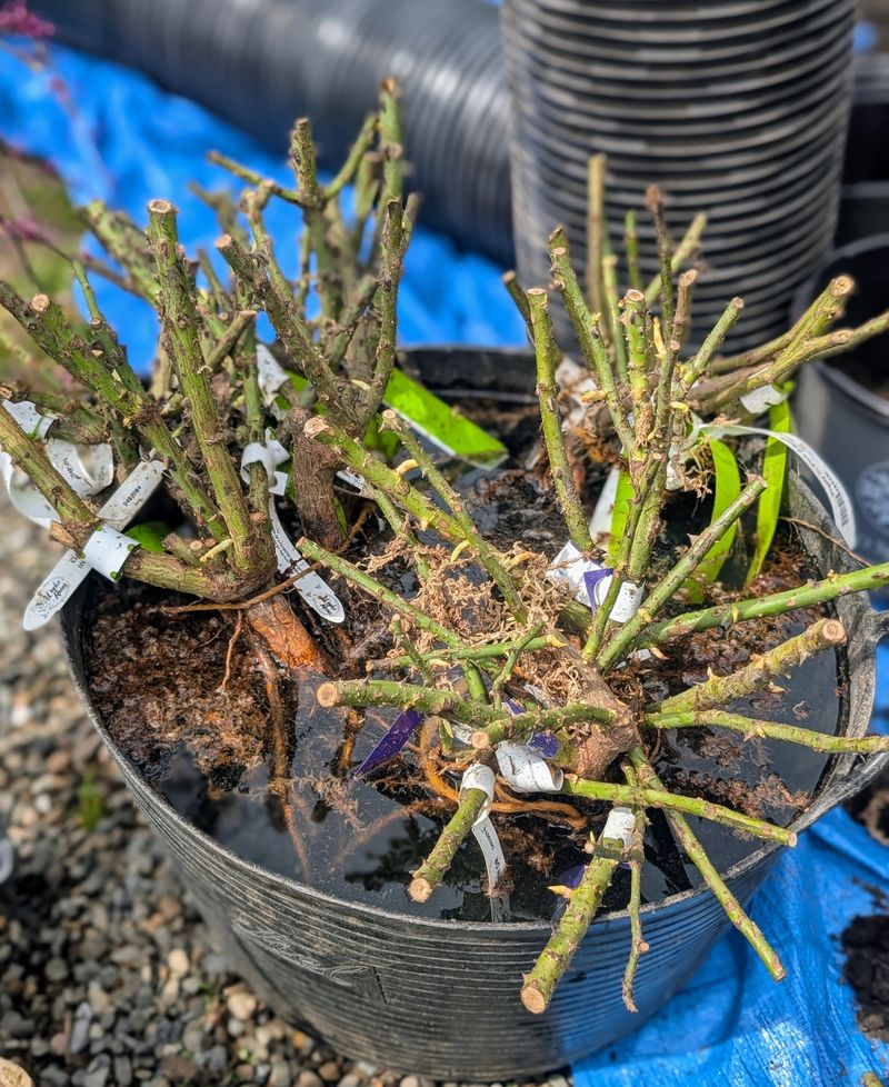 Order Bare-Root Roses For Winter Planting