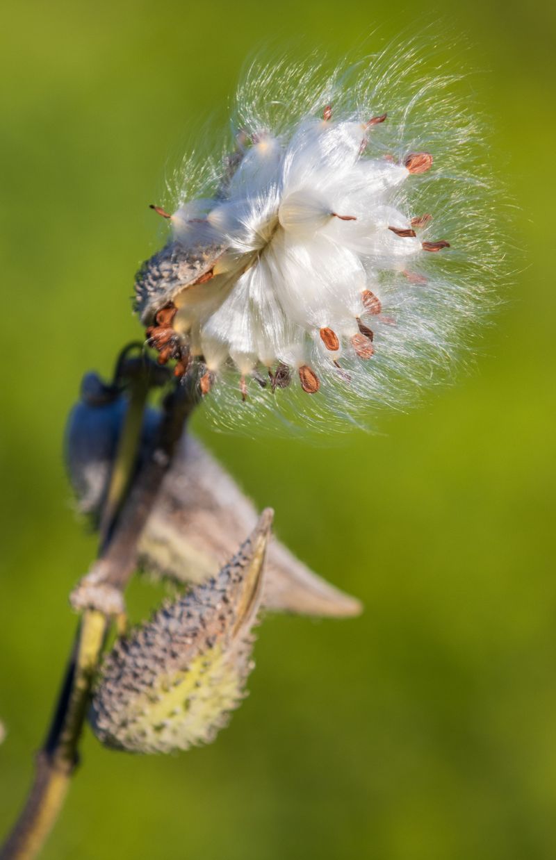 Order Wildflower Seeds From A Grower Cooperative Order Wildflower Seeds From A Grower Cooperative
