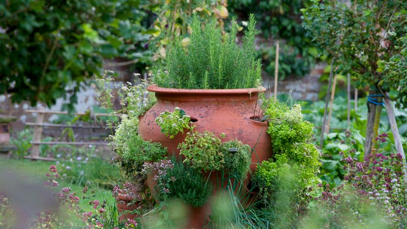 Oregano Oregano