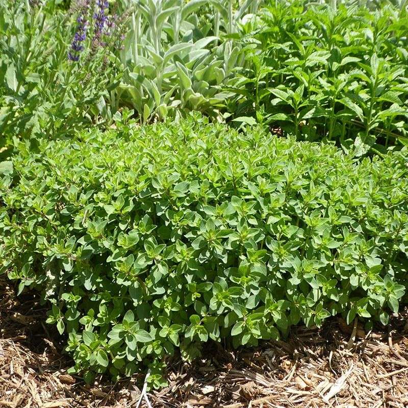 Oregano