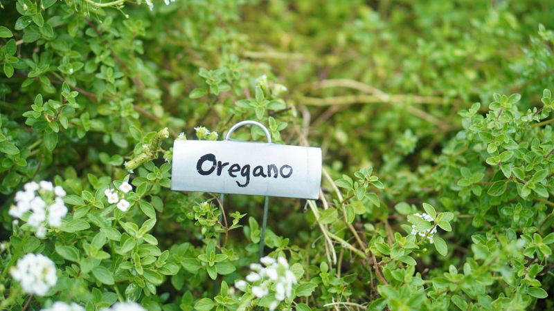 Oregano Clumps On Bed Edges