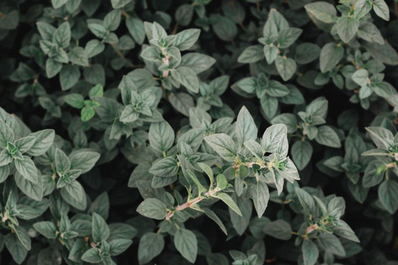 Oregano Powers Hardy Pizza Night Flavor Oregano Powers Hardy Pizza Night Flavor