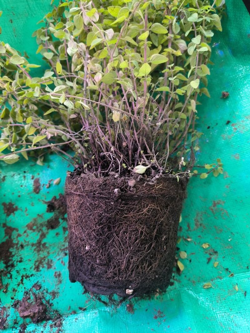 Oregano Roots In A Few Weeks