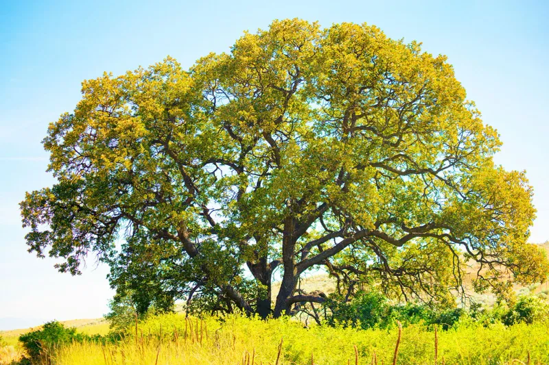 Oregon White Oak Oregon White Oak
