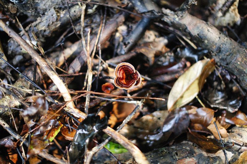 Organic Matter That Feeds The Fungi