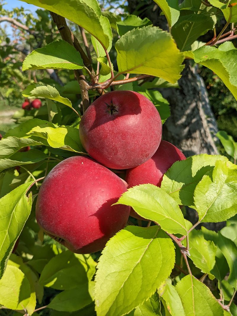 Organic Picking Is Harder To Find Than You Think Organic Picking Is Harder To Find Than You Think