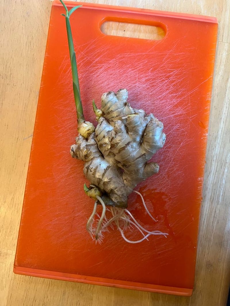 Organic Roots Sprout More Reliably Organic Roots Sprout More Reliably
