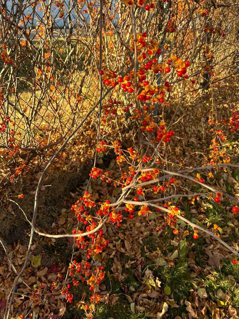 Oriental Bittersweet, A Wreath Favorite On The Noxious Weeds List Oriental Bittersweet, A Wreath Favorite On The Noxious Weeds List