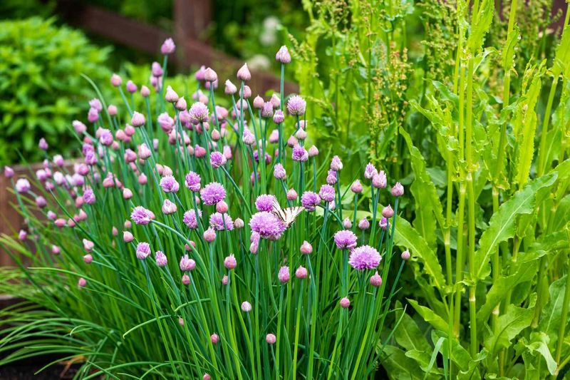 Ornamental Alliums and Chives Ornamental Alliums and Chives
