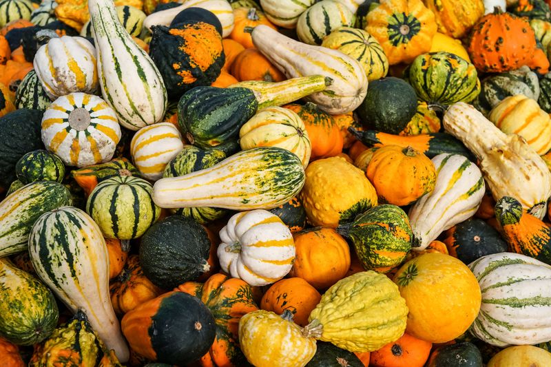 Ornamental Gourds