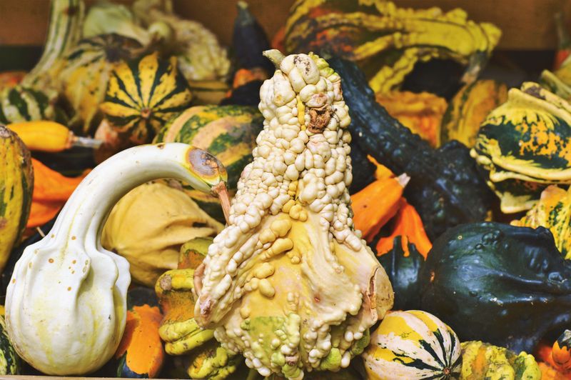 Ornamental Gourds For Fall Decorating