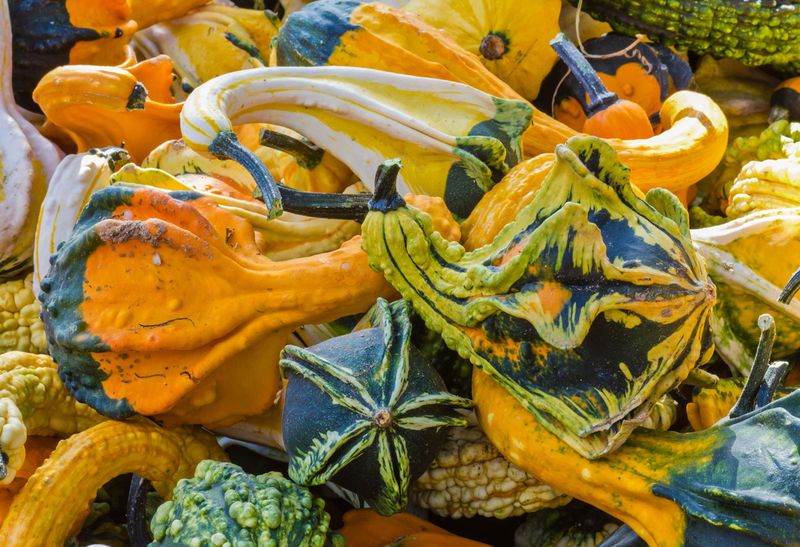Ornamental Gourds Once Their Stems Turn Brown