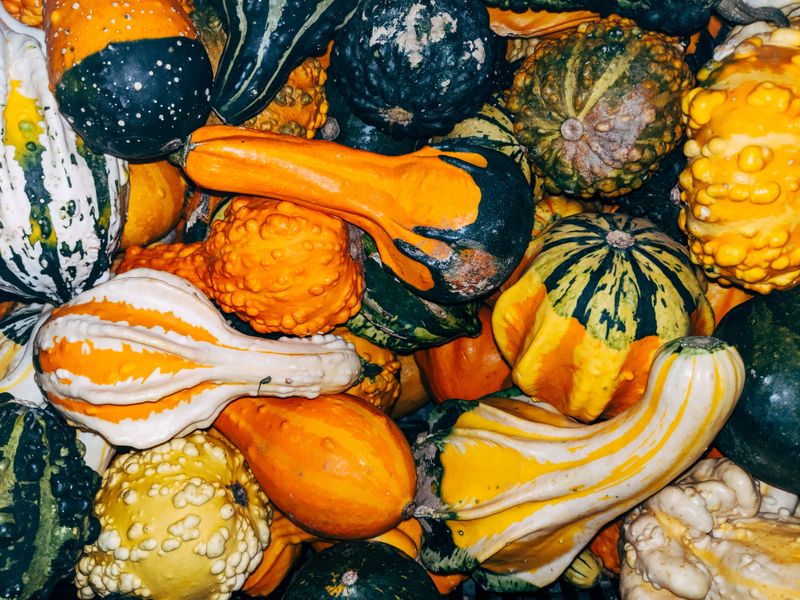 Ornamental Gourds