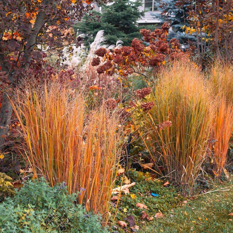 Ornamental Grasses Add Winter Interest And Protection Ornamental Grasses Add Winter Interest And Protection