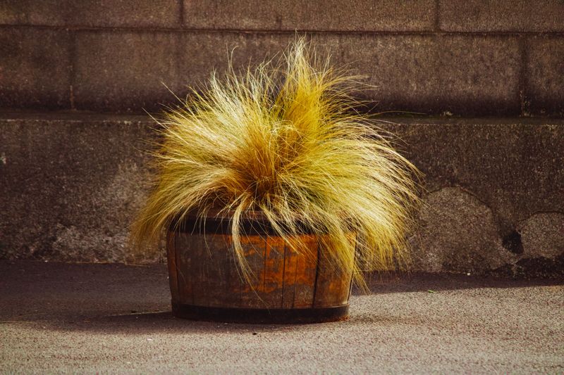 Ornamental Grasses In Containers Ornamental Grasses In Containers
