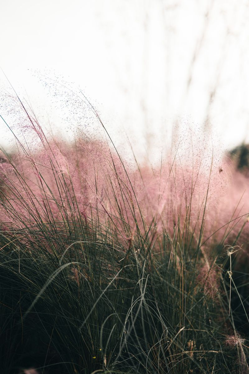 Ornamental Grasses Should Stand Until Spring Growth Starts