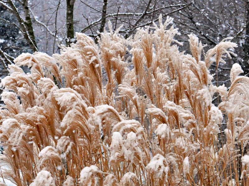 Ornamental Grasses Should Stay Put Until Spring