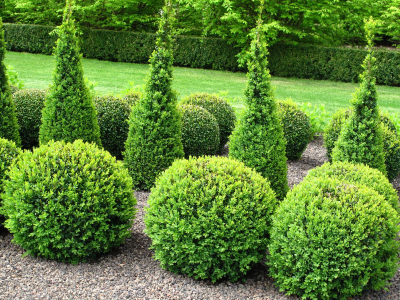 Ornamental Hedges Offer More Uniform Shape
