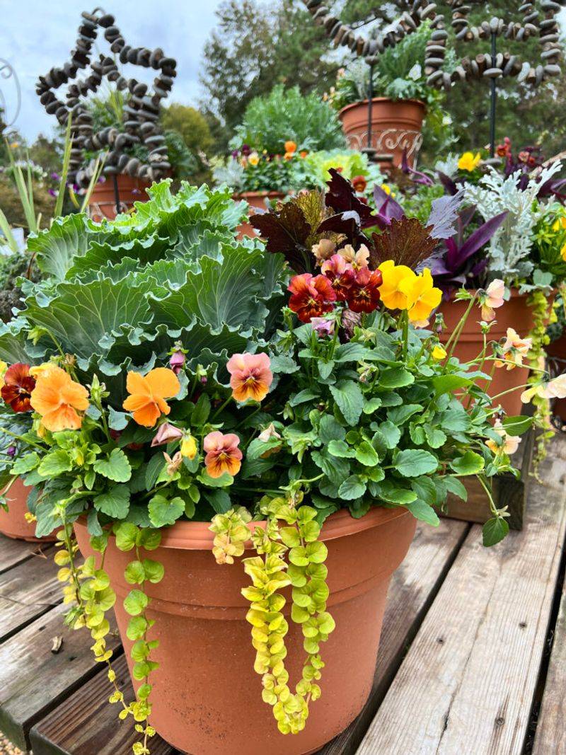 Ornamental Kale Anchors The Bed Ornamental Kale Anchors The Bed