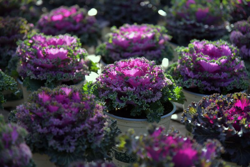 Ornamental Kale And Cabbage Ornamental Kale And Cabbage